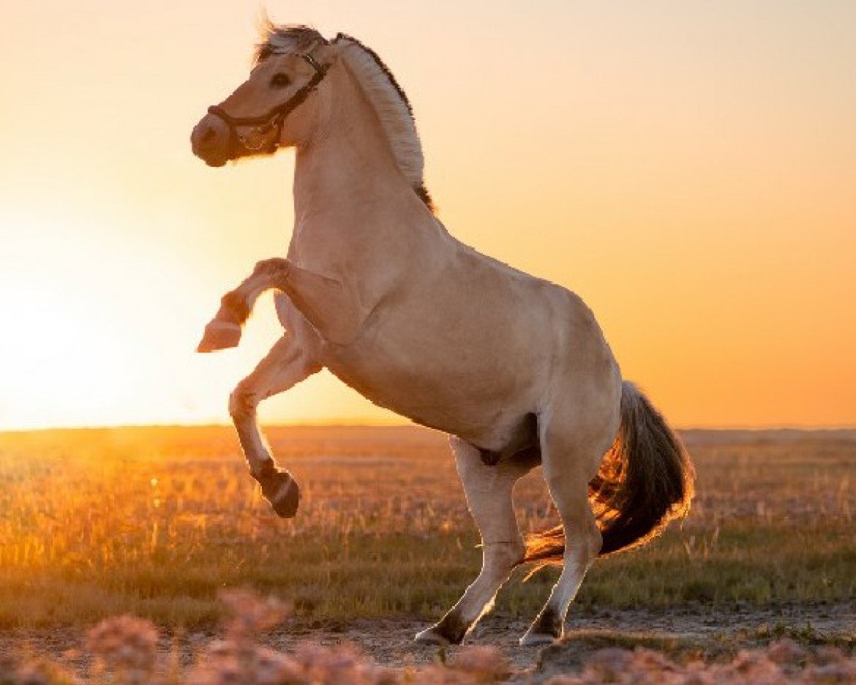 dressage horse Joscha-Calido (Fjord Horse, 2004)