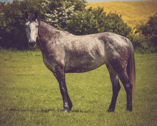 Springpferd Amy Mcmillian (Holsteiner, 2008, von Cristo)