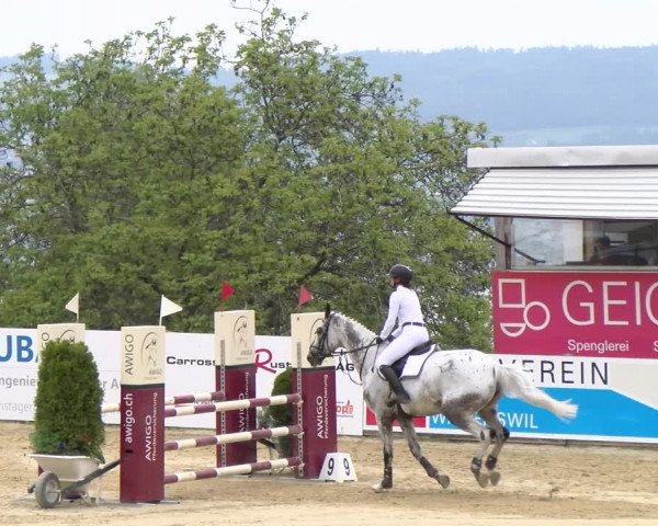 Reitturnier Wädenswil 2023
