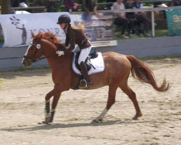 Reitturnier Billigheim 2023