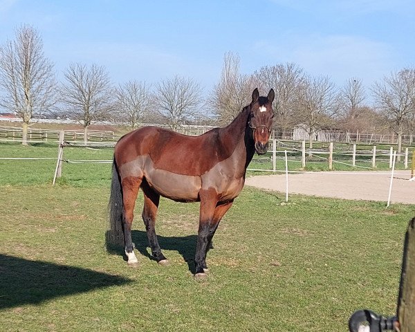 horse Spencer (Bavarian, 2008, from Spielberg)
