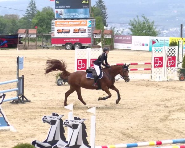 Reitturnier Wädenswil 2023