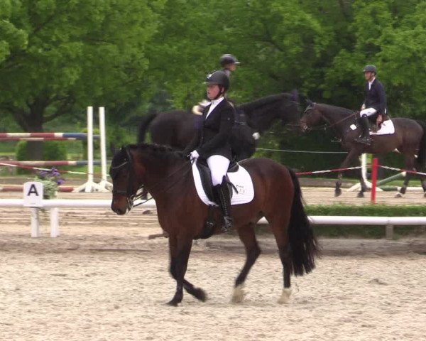 Reitturnier Hamm- Rhynern 2023