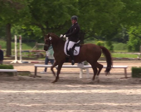 Reitturnier Hamm- Rhynern 2023