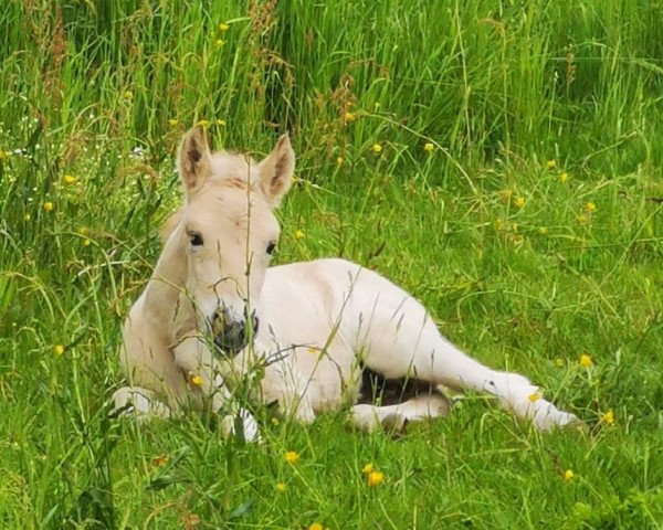 broodmare Tjella A&G (Fjord Horse, 2023, from FjK Tsjelle)