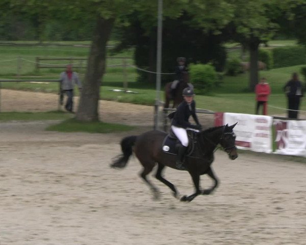 Reitturnier Hamm- Rhynern 2023