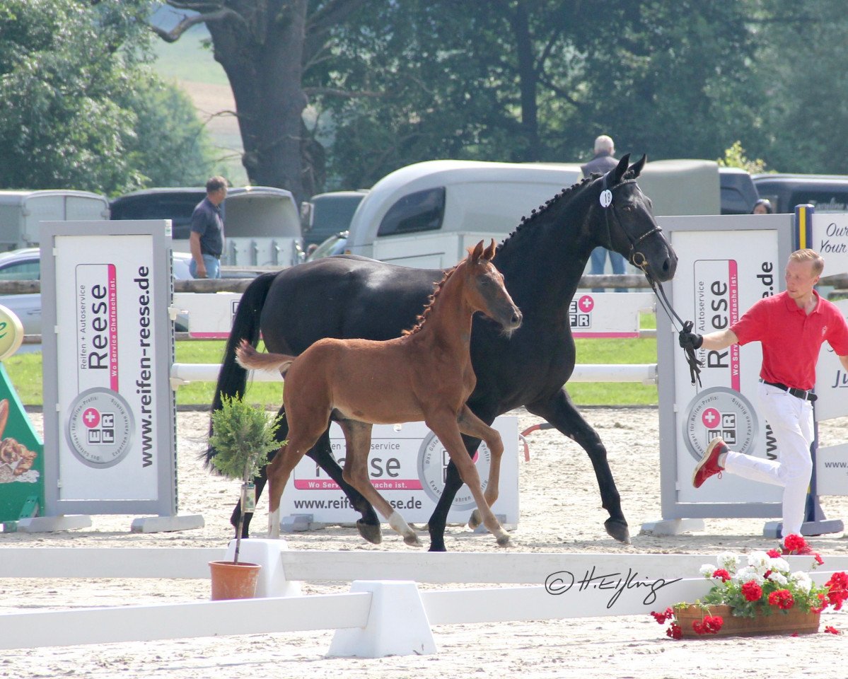 broodmare Dorina (Westphalian, 2000, from Don Bedo I)