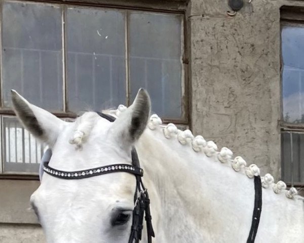 jumper Benown Ross (Connemara Pony, 2016, from Kinvara Boy)
