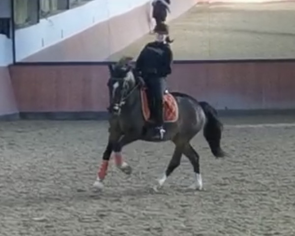 Pferd Holsteins Caruso (Deutsches Reitpony, 2015, von Comme Ci Comme Ca 6)