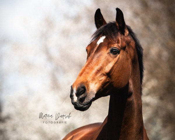 jumper E.rubertha R61 (KWPN (Royal Dutch Sporthorse), 2009, from Namelus R)