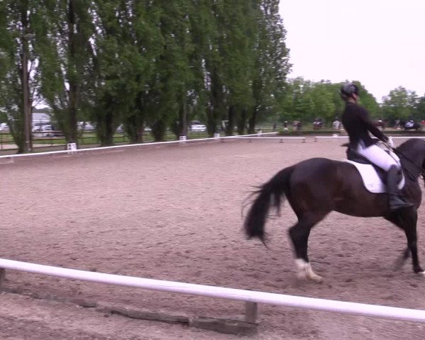 Reitturnier Hamm- Rhynern 2023