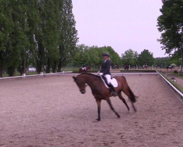 Reitturnier Hamm- Rhynern 2023