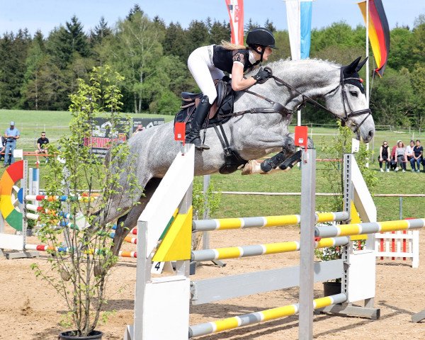 jumper Coconut Kiss 40 (Oldenburg show jumper, 2017, from Churchill 48)