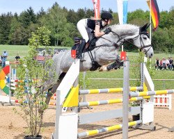 jumper Coconut Kiss 40 (Oldenburg show jumper, 2017, from Churchill 48)