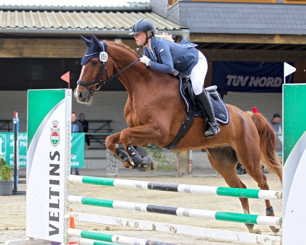 jumper Ben's Last Moon (Hanoverian, 2010, from Lesodoro)