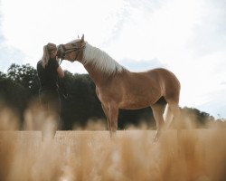 Pferd Diana (Haflinger, 2019, von Amore Mio)