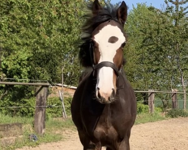 horse Lucky Girl (German Sport Horse, 2022, from Hagbar du Lozon - BLUE DIAMOND)