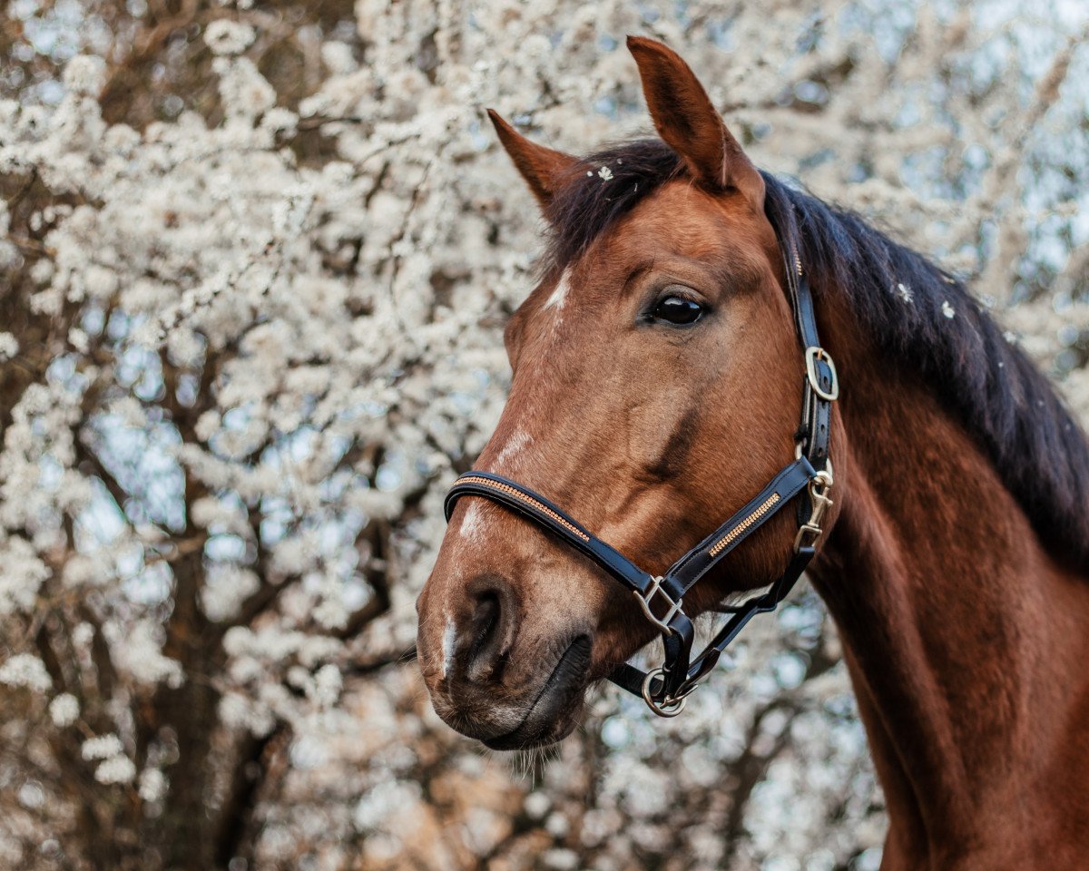Pferd Feinherb (Oldenburger, 2015, von For Romance I)