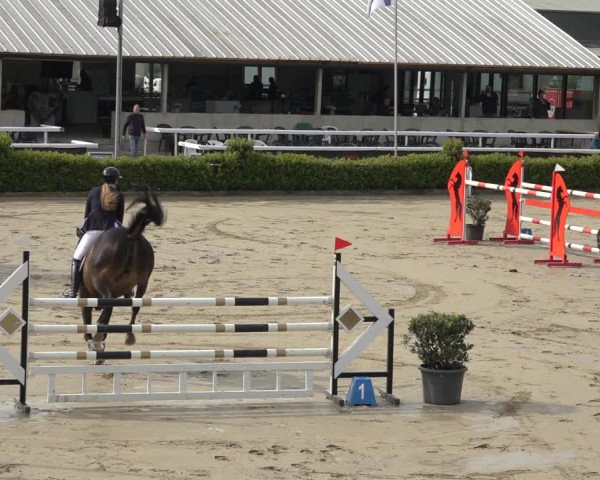 Reitturnier Bornheim Widdig 2023