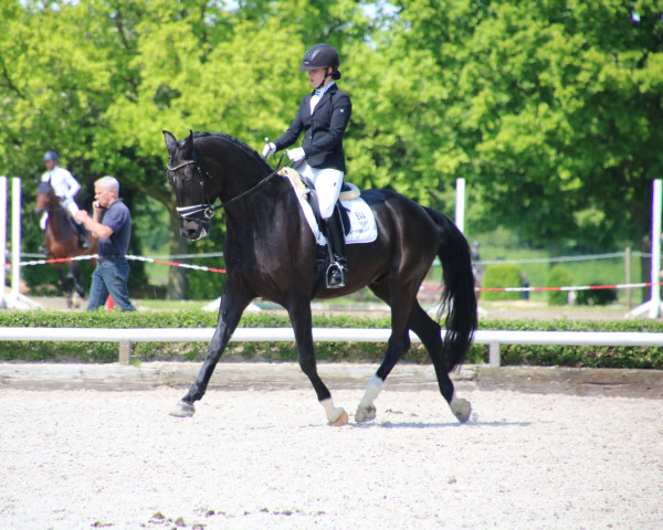 dressage horse Frozen S (Hanoverian, 2018, from For Romance I) dressage horse Frozen S (Hanoverian, 2018, from For Romance I)