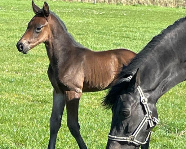 horse Carabas Z (Zangersheide riding horse, 2023, from Corlou PS)
