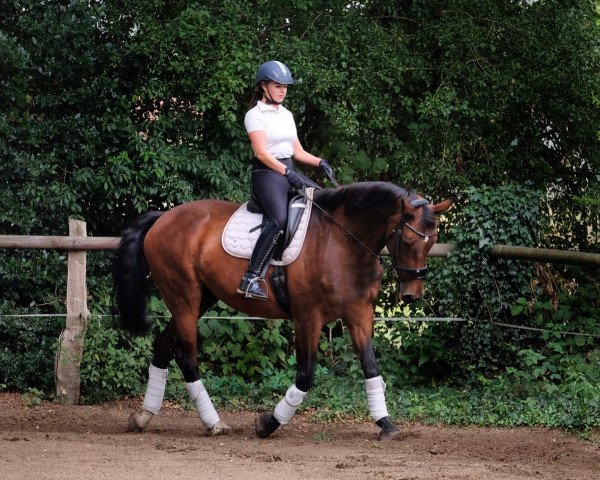 horse Leo Luca (Hanoverian, 1999, from Lafontaine)