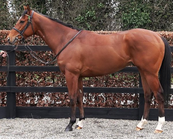 horse Zeydar xx (Thoroughbred, 2019, from War Command xx) horse Zeydar xx (Thoroughbred, 2019, from War Command xx)