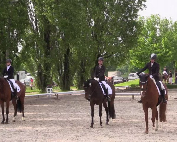 Reitturnier Hamm- Rhynern 2023