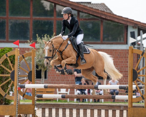 dressage horse Top Princess 2 (German Riding Pony, 2009, from Top Champy)