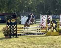 jumper Jumping Jack Flash 13 (Westphalian, 2016, from Ogano Sitte)