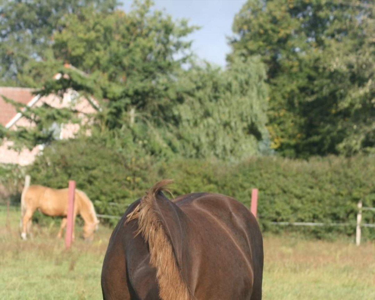 Zuchtstute Dina Dinelli (Deutsches Reitpony, 1992, von Domingo)