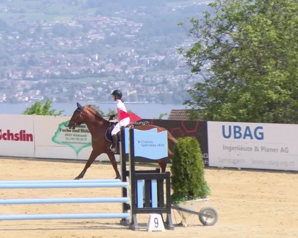 Reitturnier Wädenswil 2023