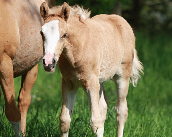 horse Stute von FS Next Diamond (German Riding Pony, 2023, from FS Next Diamond)