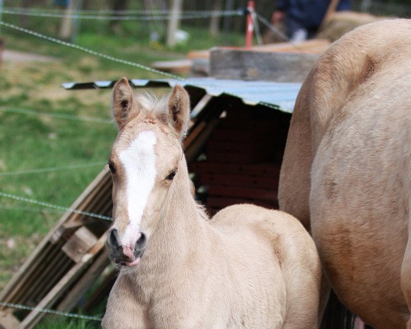 horse Stute, FS Numero Uno (German Riding Pony, 2022, from Fs Numero Uno)