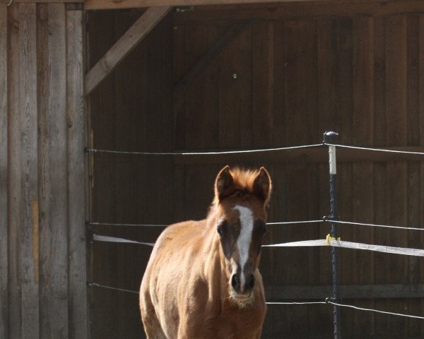 horse SF FS Next Diamond x Dressman (German Riding Pony, 2023, from FS Next Diamond)