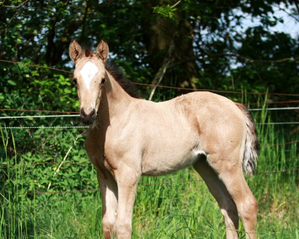 Pferd SF Neverland WE x Cosima (Deutsches Reitpony, 2023, von Neverland WE)