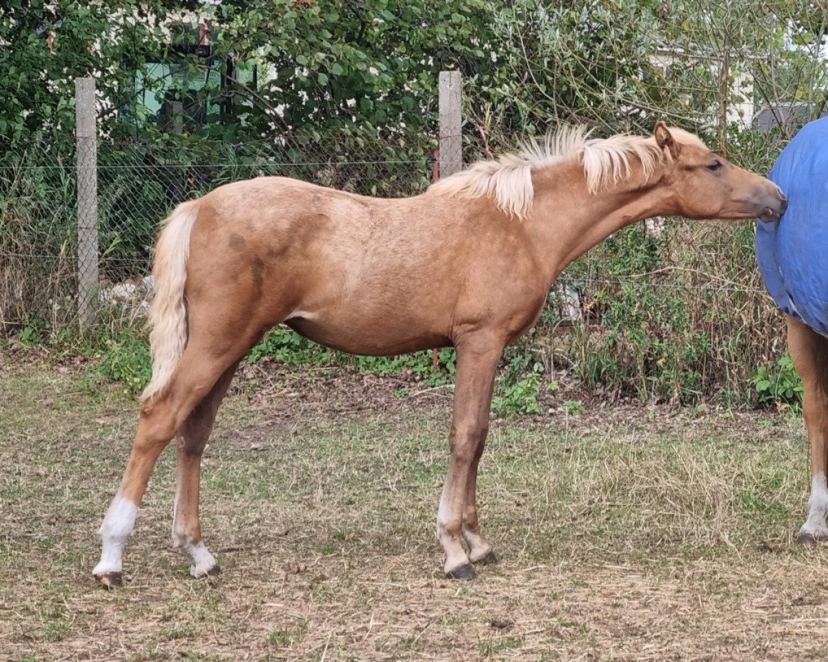Pferd SF FS Day by Day x Cosima (Deutsches Reitpony, 2022, von FS Day By Day)
