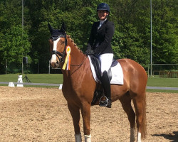 dressage horse Artistic Motion H (Trakehner, 2016, from High Motion 2)