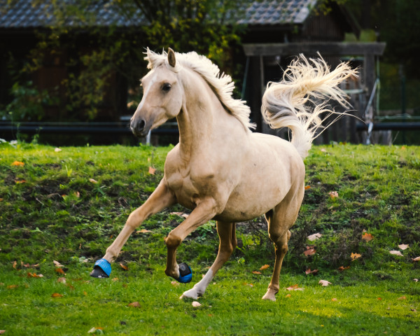 Pferd Topas Ciziano (Deutsches Reitpony, 2019, von Cassini)