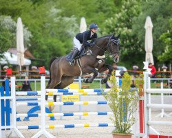 Springpferd Casimir 186 (Holsteiner, 2015, von Cachas)
