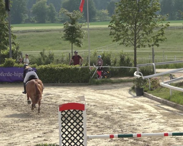 Reitturnier Bornheim Widdig 2023