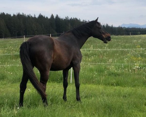 Dressurpferd Gaitano (Württemberger, 2006, von Grafenstolz)