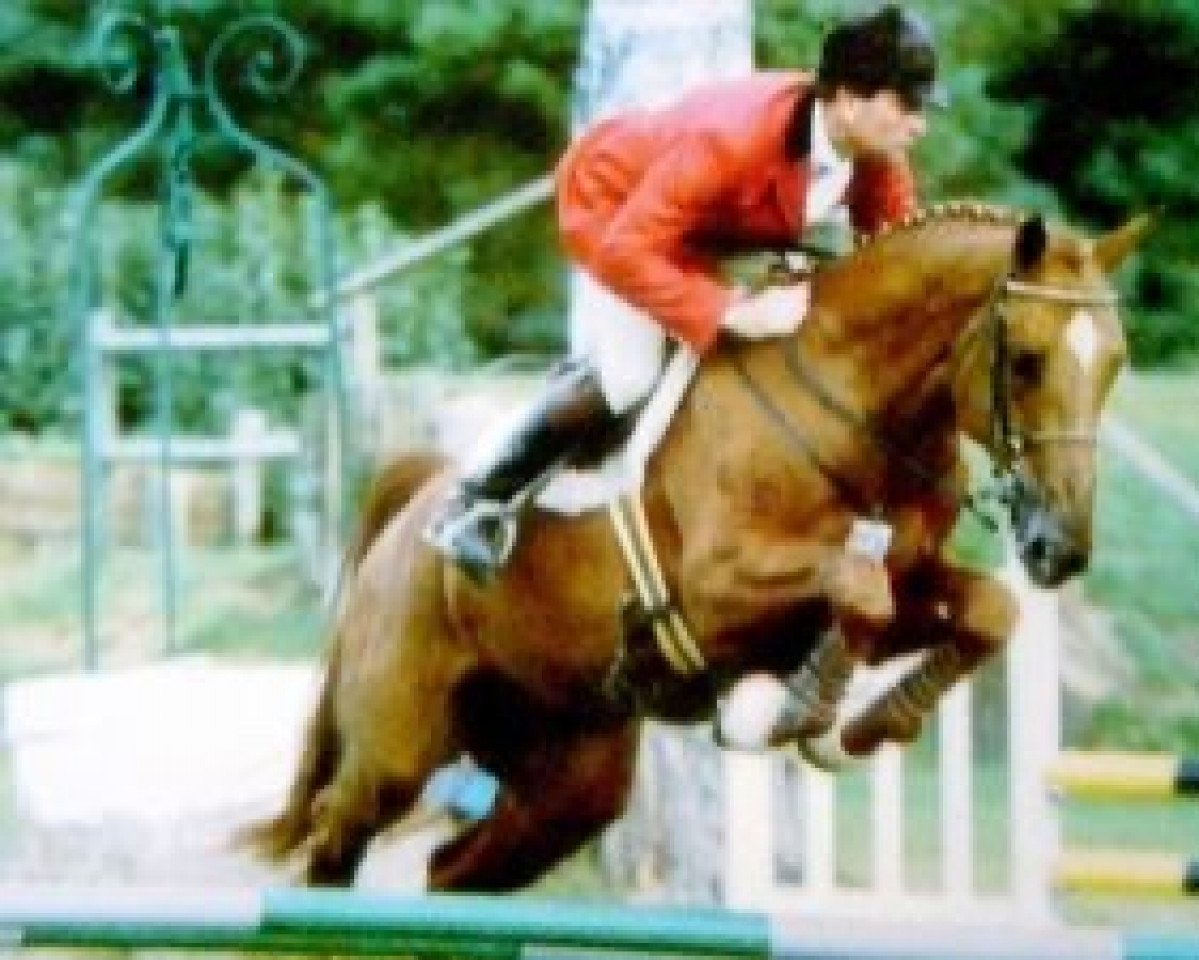 stallion Bouffon du Murier (Selle Français, 1989, from Double Espoir)