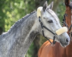 jumper Livella 7 (Oldenburg show jumper, 2015, from Livello)