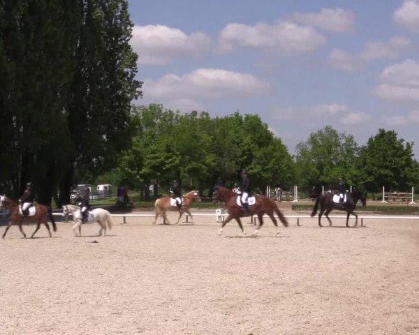 Reitturnier Hamm- Rhynern 2023
