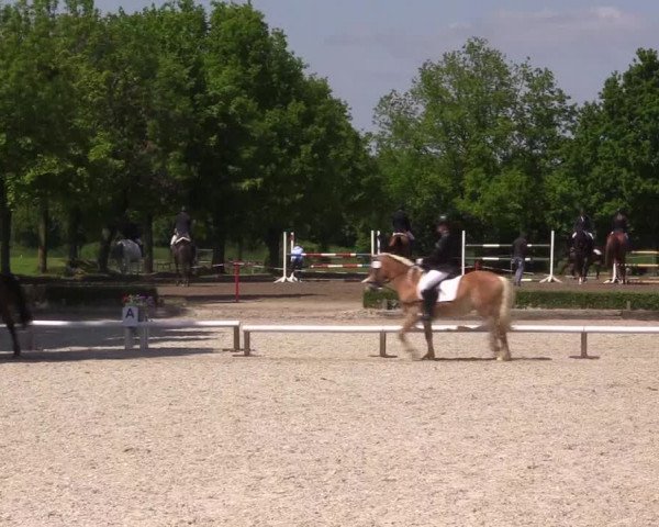 Reitturnier Hamm- Rhynern 2023