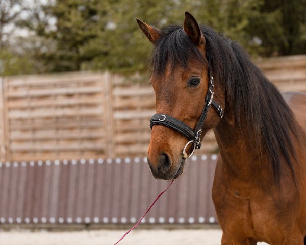 Pferd Ludwig (Hannoveraner, 2018, von Levisonn 208 FIN)