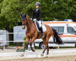 Dressurpferd Vincento (Westfale, 2018, von Vitalis)