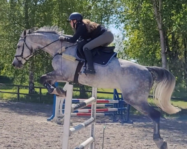 jumper Zeppelin Z (Zangersheide riding horse, 2014, from Zandor Z)