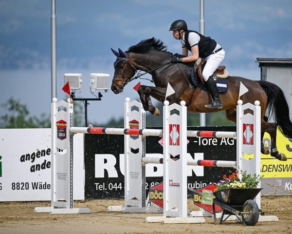 horse App (Württemberger, 2011, from Acordelli)